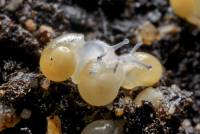 Escargots de Bourgogne - Jeunes escargots après leur éclosion
